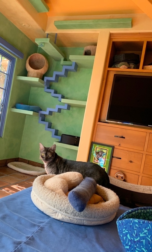 Picture of Zen By Cat | House of Nekko | Catwalks